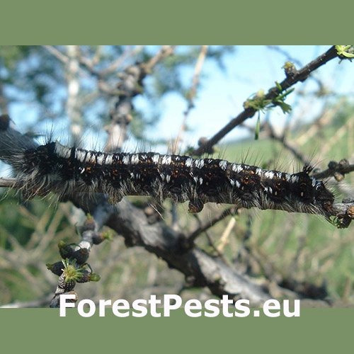 Priadkovec sib&iacute;rsky