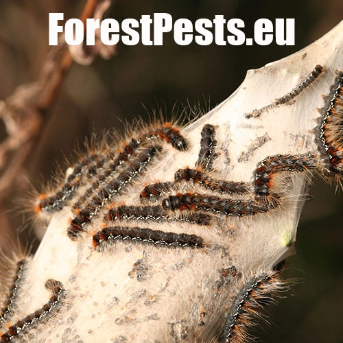 Priadkovec trnkov&yacute;