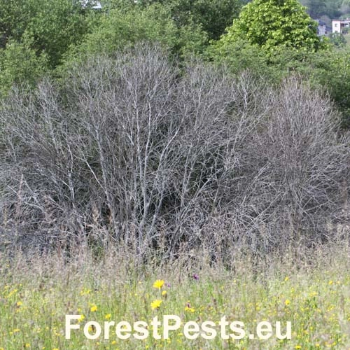 Priadzovec čremchov&yacute;