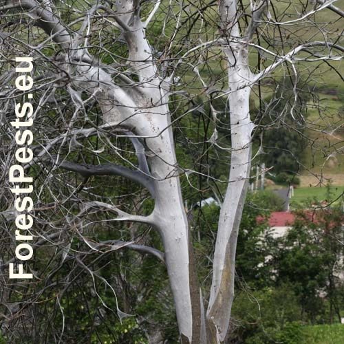 Priadzovec čremchov&yacute;