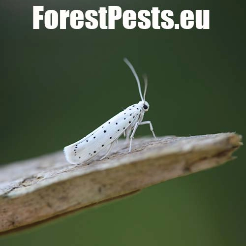 Priadzovec mukyňov&yacute; 