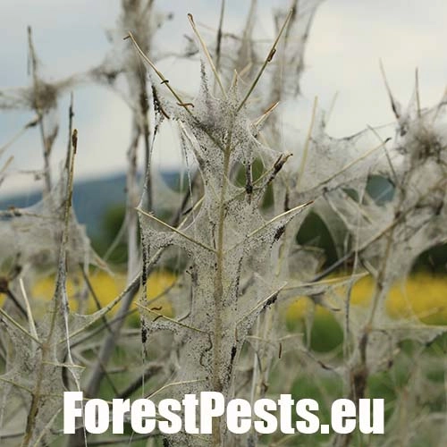 Priadzovec mukyňov&yacute; 