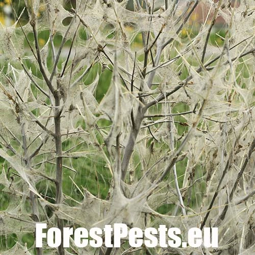 Priadzovec mukyňov&yacute; 