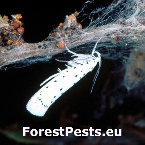 Priadzovec vŕbov&yacute;