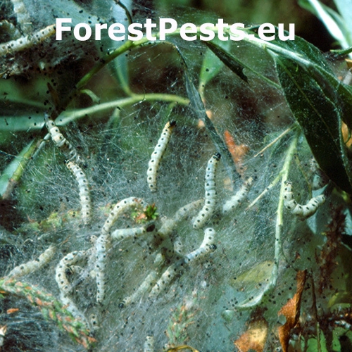 Priadzovec vŕbov&yacute;