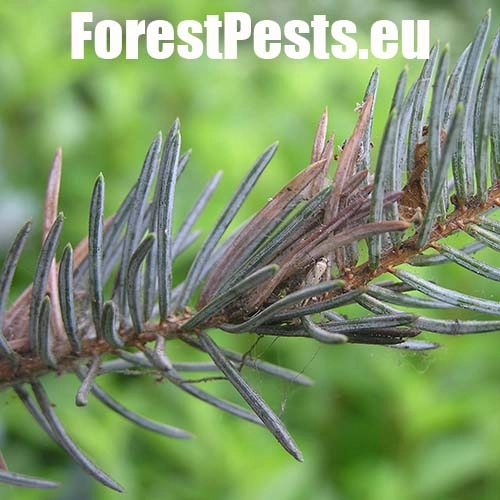 Psota americk&aacute;