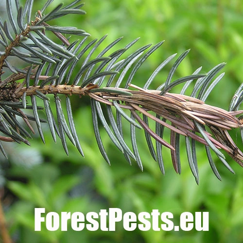 Psota americk&aacute;