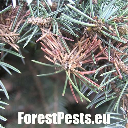 Psota americk&aacute;