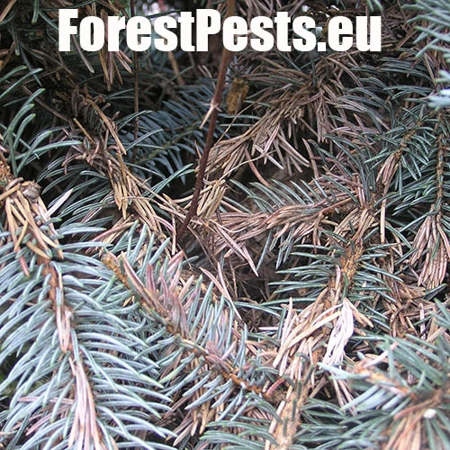 Psota americk&aacute;