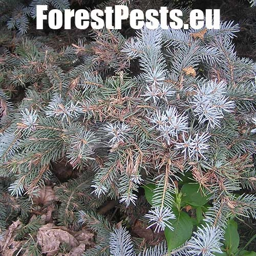 Psota americk&aacute;