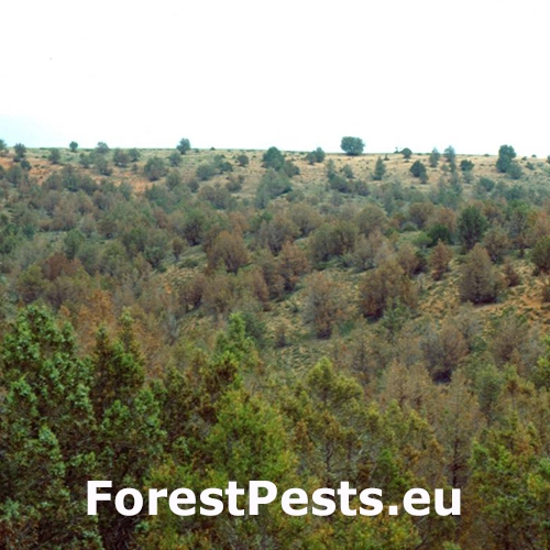 Psota borievkov&aacute;