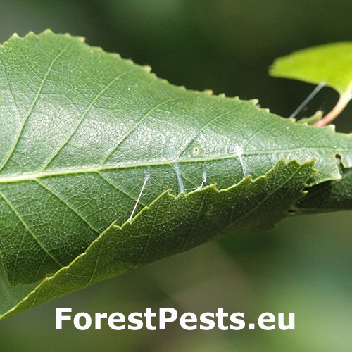 Psota brezov&aacute;