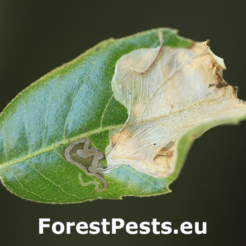 Psotka Acrocercops brongniardella