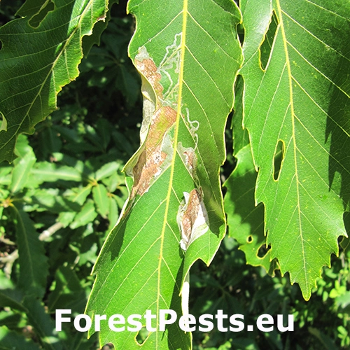 Psotka Acrocercops brongniardella