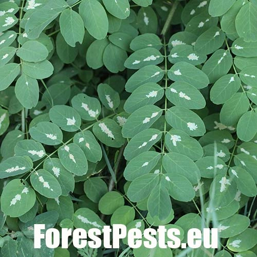 Psotka ag&aacute;tov&aacute; 