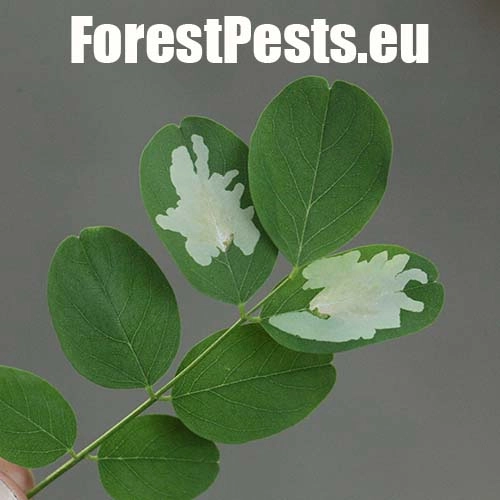 Psotka ag&aacute;tov&aacute; 