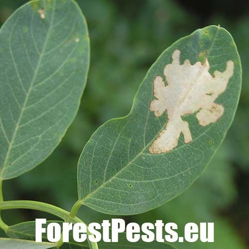 Psotka ag&aacute;tov&aacute; 