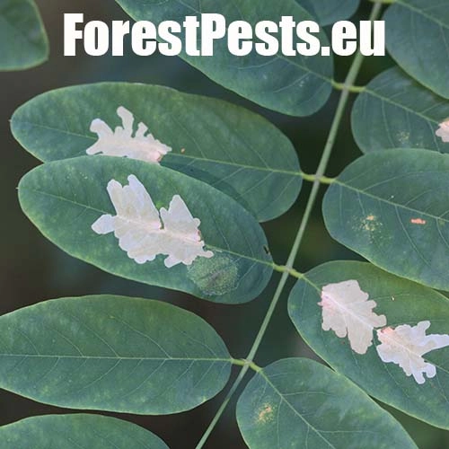 Psotka ag&aacute;tov&aacute; 