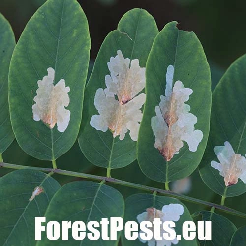 Psotka ag&aacute;tov&aacute; 