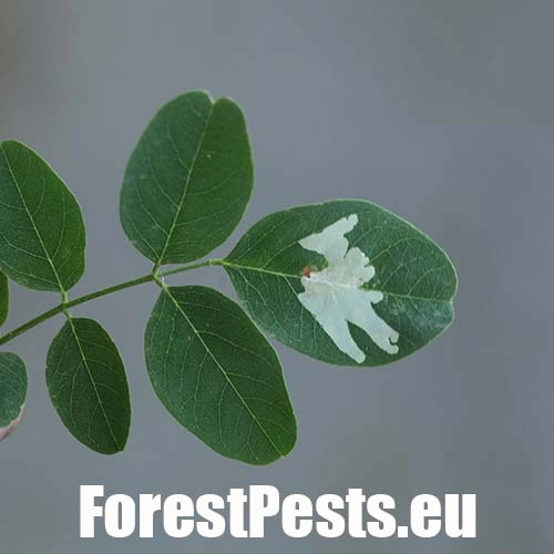 Psotka ag&aacute;tov&aacute; 