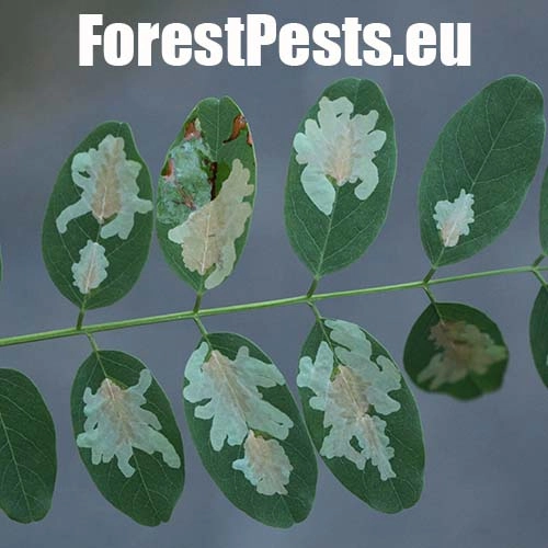 Psotka ag&aacute;tov&aacute; 