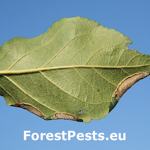 Psotka jabloňov&aacute;