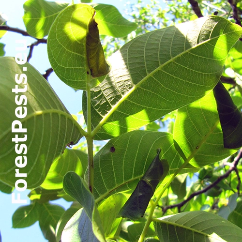 Psotka orechov&aacute;