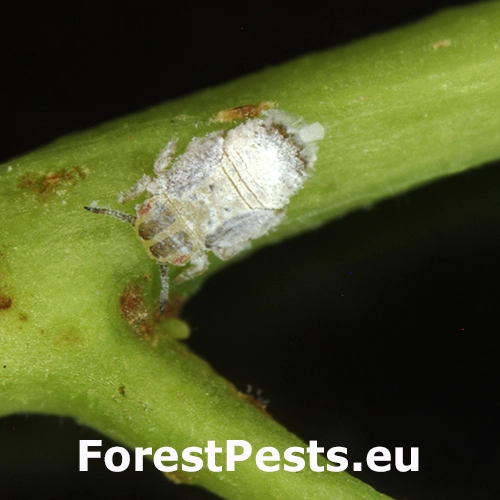 Psyla Blastopsylla occidentalis