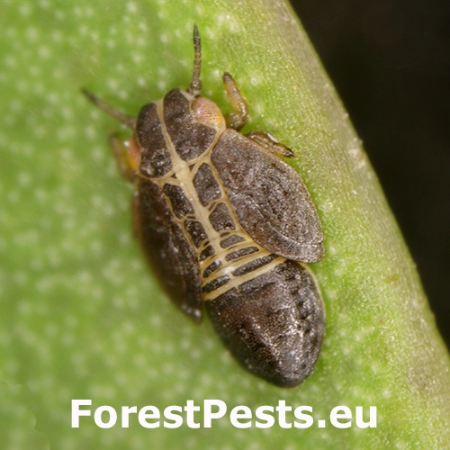 Psyla Ctenarytaina spatulata