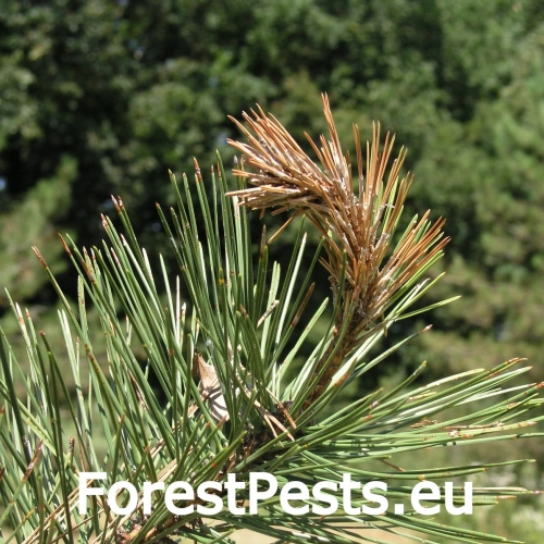 Pyknidovka beľov&aacute;