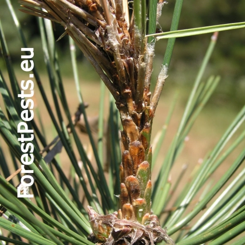 Pyknidovka beľov&aacute;