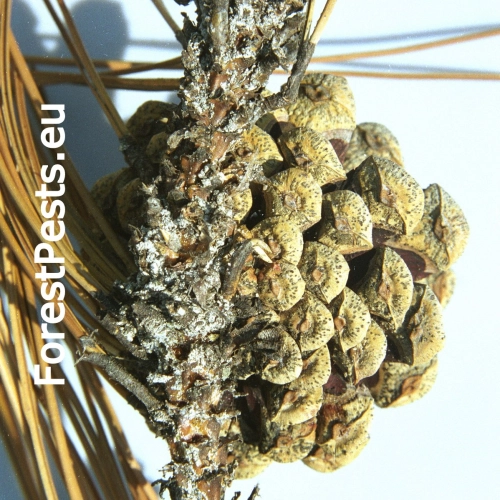 Pyknidovka beľov&aacute;