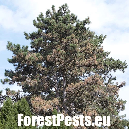 Pyknidovka beľov&aacute;