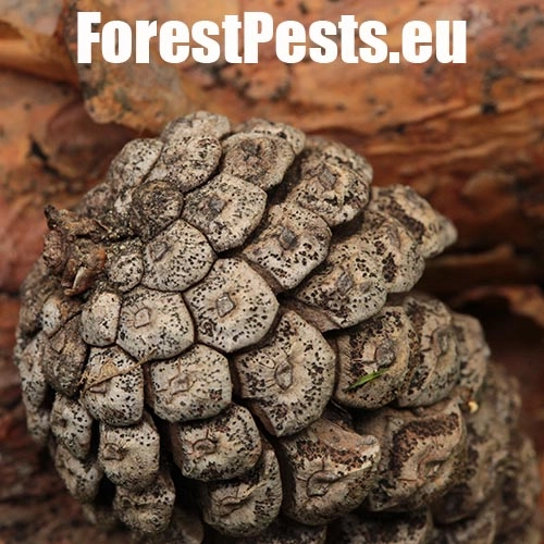 Pyknidovka beľov&aacute;