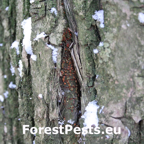 Rakovina k&ocirc;ry ga&scaron;tana