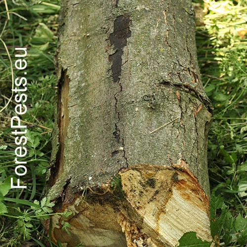 Rakovina k&ocirc;ry javora