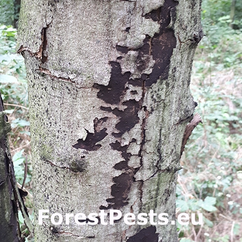 Rakovina k&ocirc;ry javora