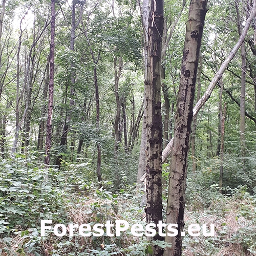 Rakovina k&ocirc;ry javora