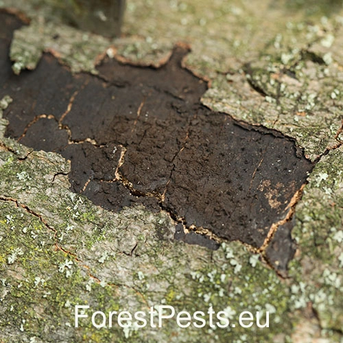 Rakovina k&ocirc;ry javora