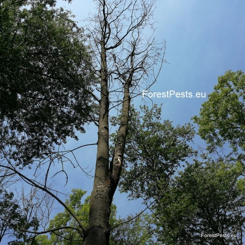 Rakovina k&ocirc;ry javora