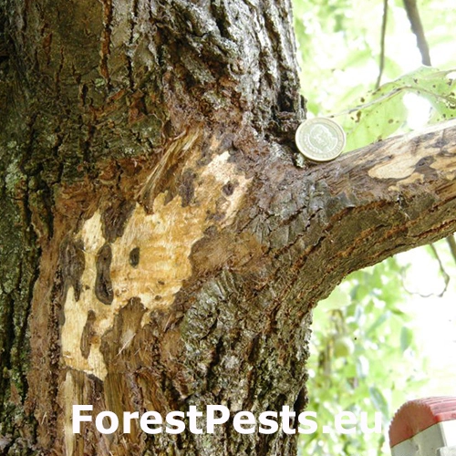 Rakovinov&eacute; ochorenie orecha