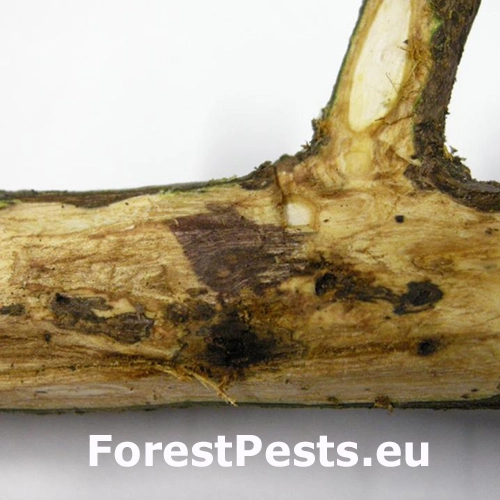 Rakovinov&eacute; ochorenie orecha