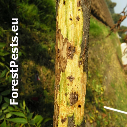 Rakovinov&eacute; ochorenie orecha