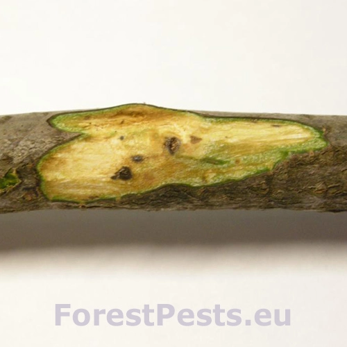 Rakovinov&eacute; ochorenie orecha