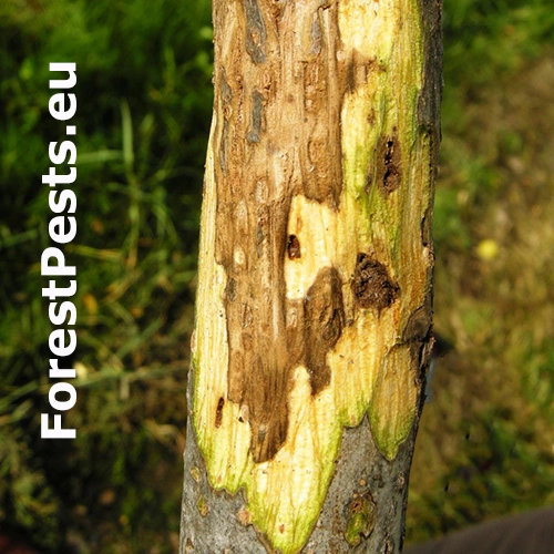 Rakovinov&eacute; ochorenie orecha