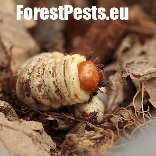 Roh&aacute;č obyčajn&yacute; 