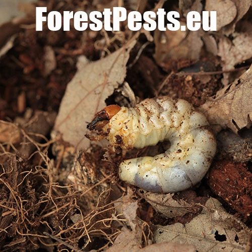 Roh&aacute;č obyčajn&yacute; 