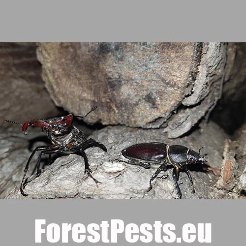 Roh&aacute;č obyčajn&yacute; 