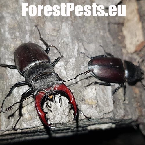 Roh&aacute;č obyčajn&yacute; 