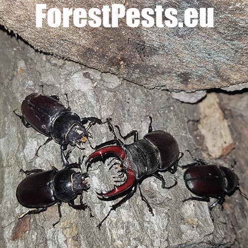 Roh&aacute;č obyčajn&yacute; 